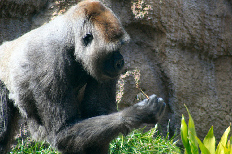 Los Angeles Zoo February 2010