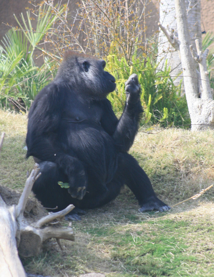 Los Angeles Zoo February 2010