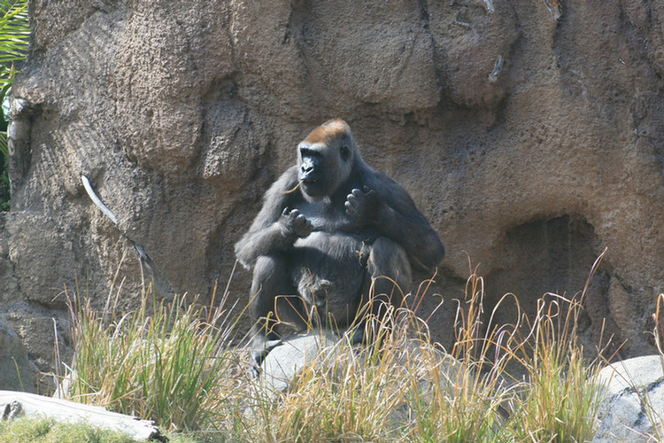 Los Angeles Zoo February 2010