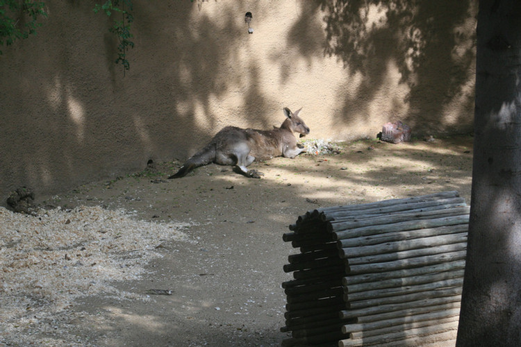 Los Angeles Zoo February 2010