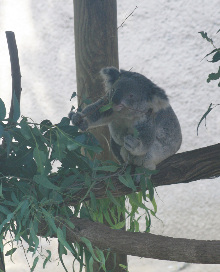 Los Angeles Zoo February 2010