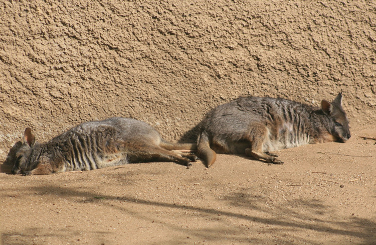 Los Angeles Zoo February 2010