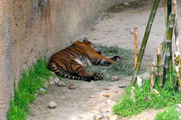 Los Angeles Zoo February 2010