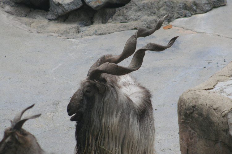 Los Angeles Zoo February 2010