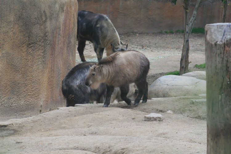 Los Angeles Zoo February 2010