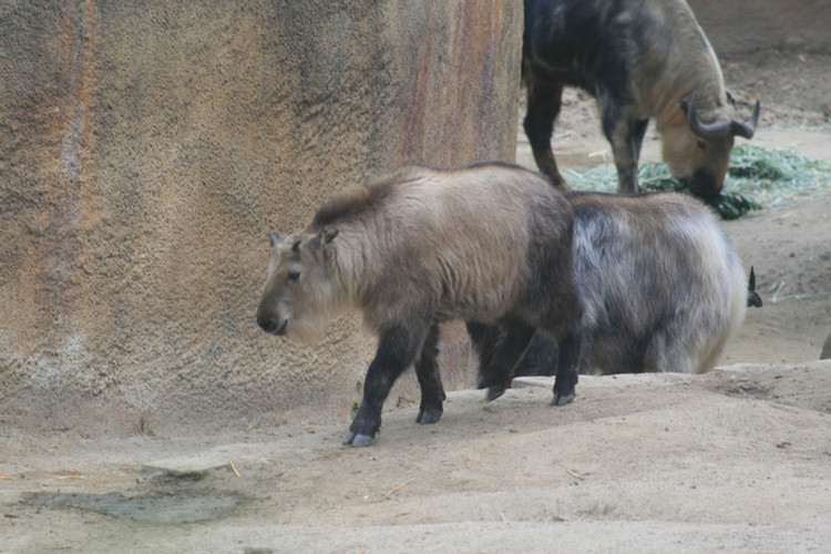 Los Angeles Zoo February 2010