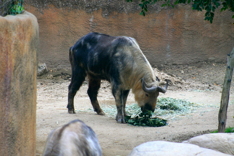 Los Angeles Zoo February 2010