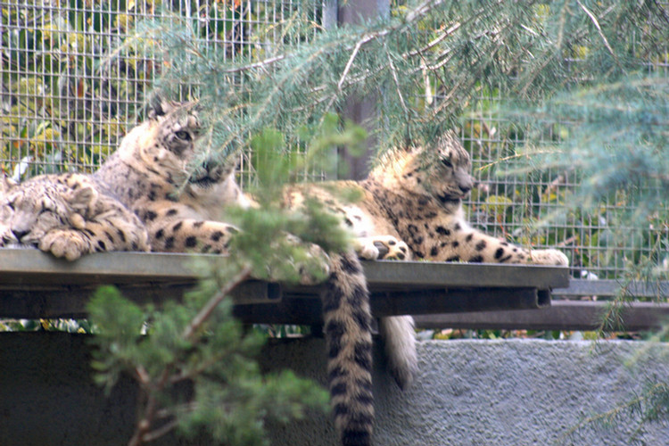Los Angeles Zoo February 2010