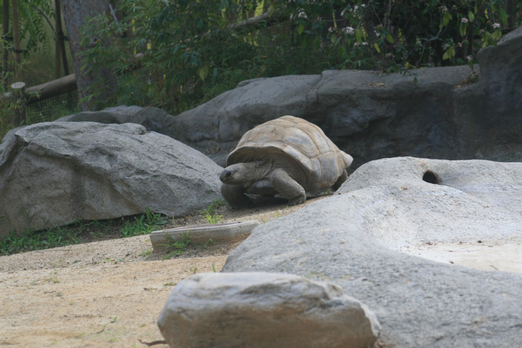 Los Angeles Zoo February 2010