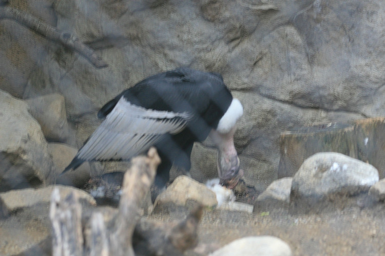 Los Angeles Zoo February 2010