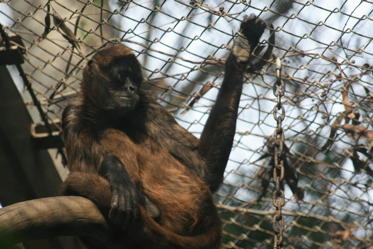 Los Angeles Zoo February 2010