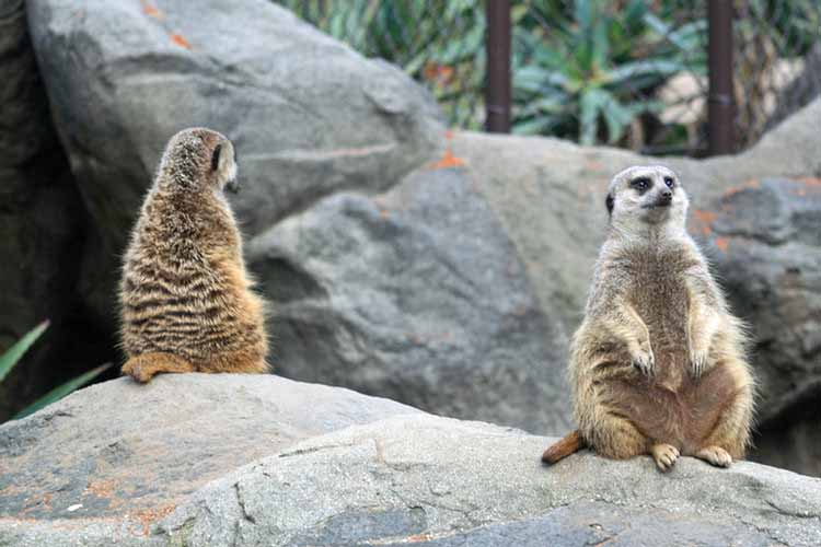 Los Angeles Zoo February 2010