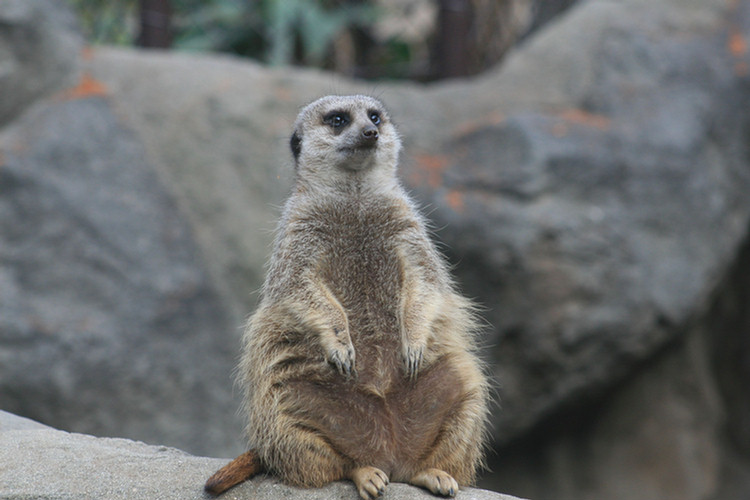 Los Angeles Zoo February 2010