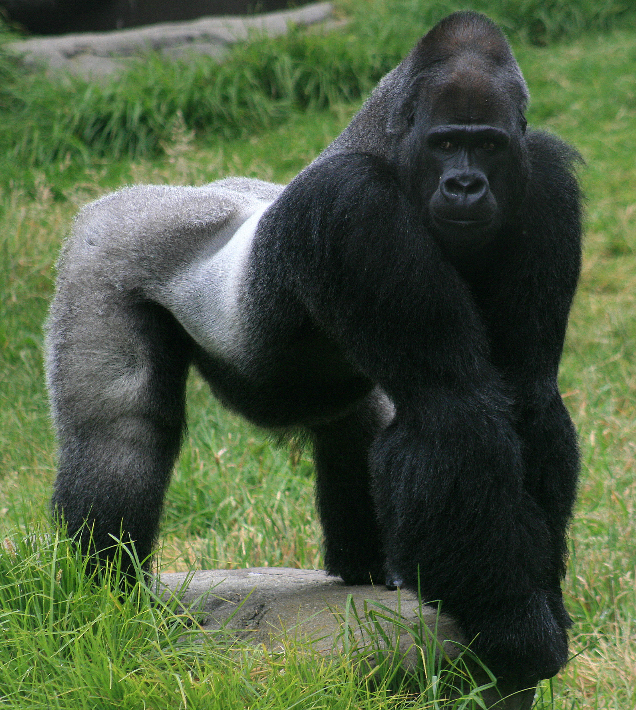 Los Angeles Zoo February 2010