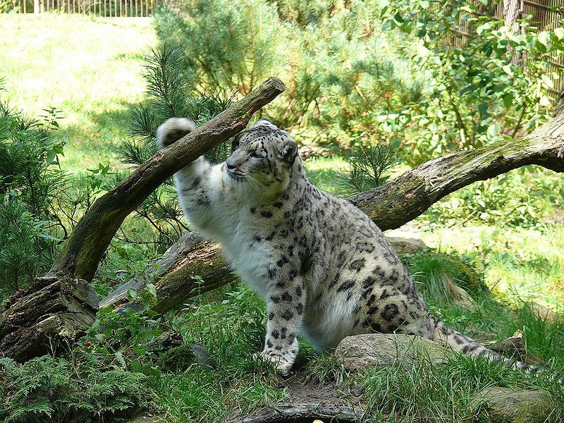 Snow Leopard
