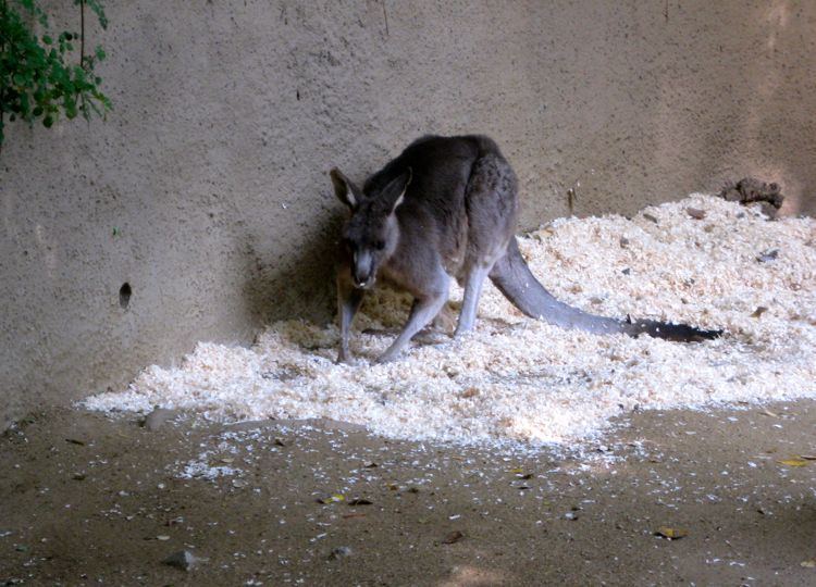 Visit to the LA Zoo Christmas 2010