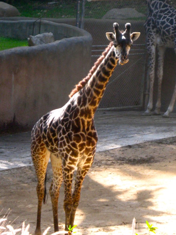 Visit to the LA Zoo Christmas 2010