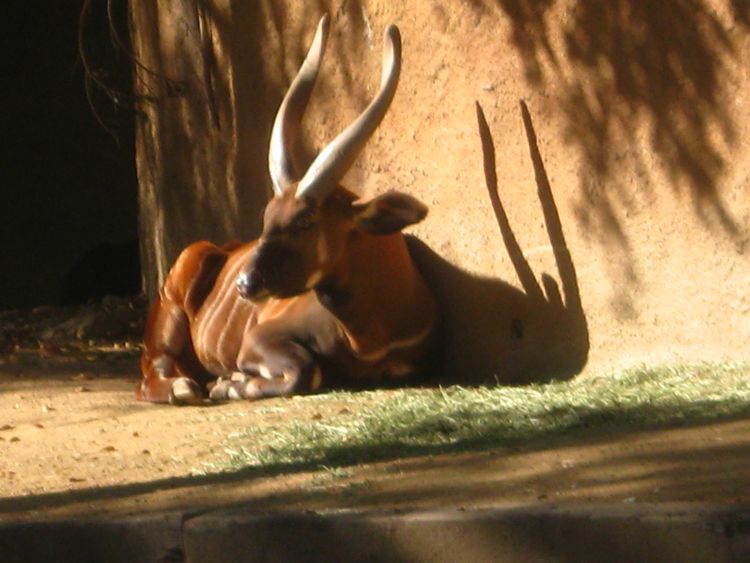 Visit to the LA Zoo Christmas 2010