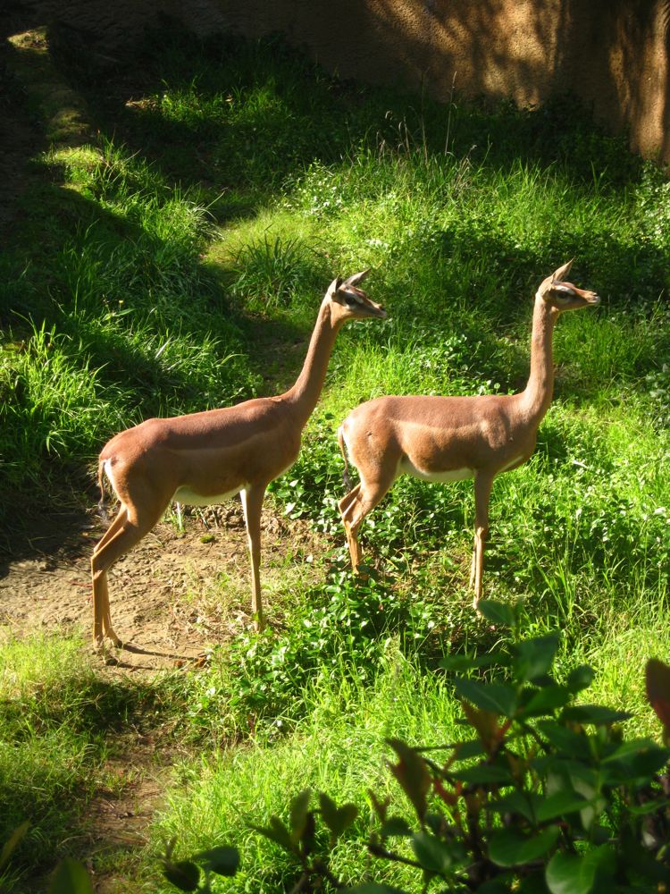 Visit to the LA Zoo Christmas 2010