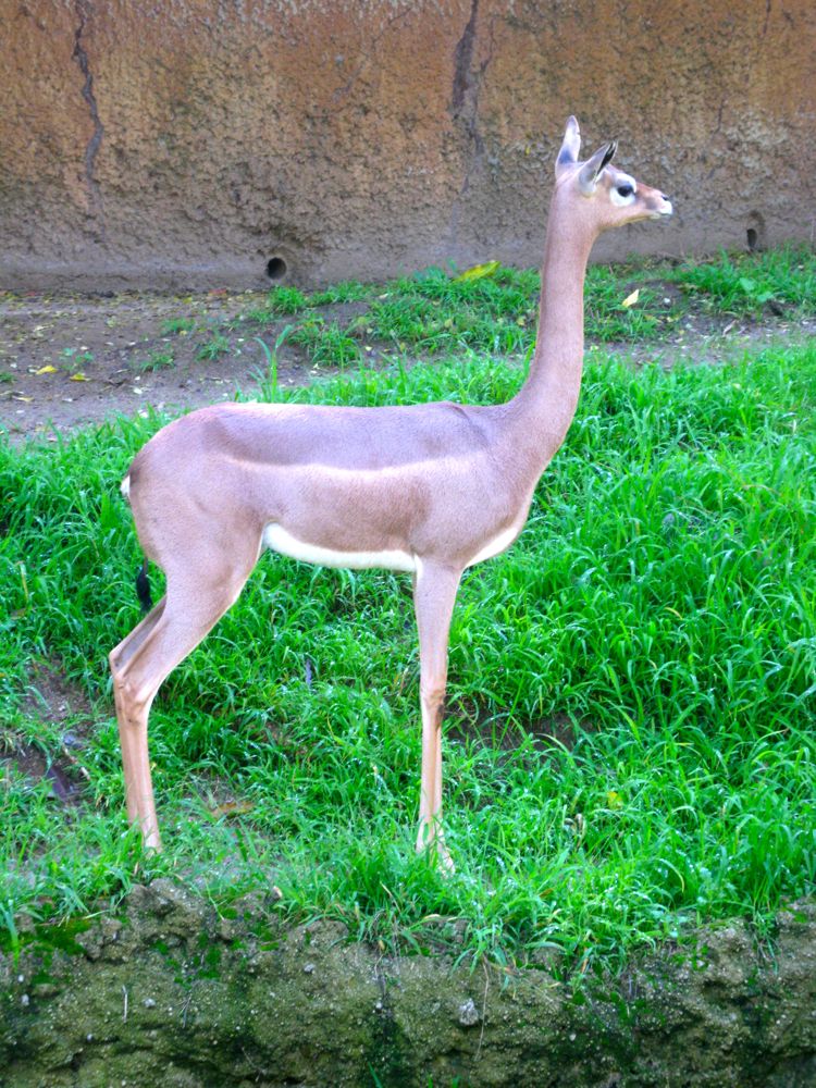 Visit to the LA Zoo Christmas 2010