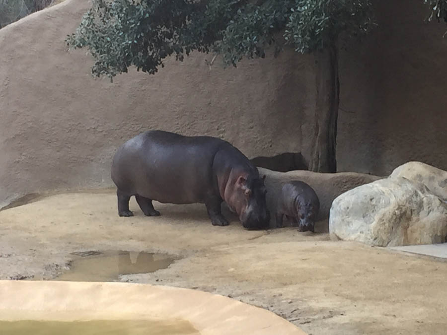 Los Angeles Zoo January 2015