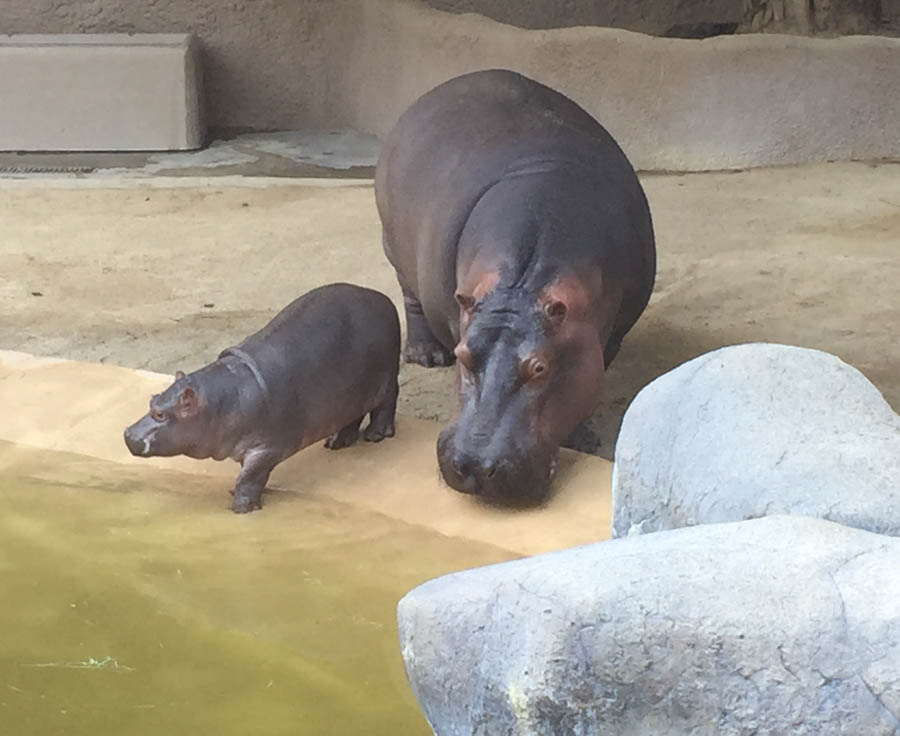 Los Angeles Zoo January 2015