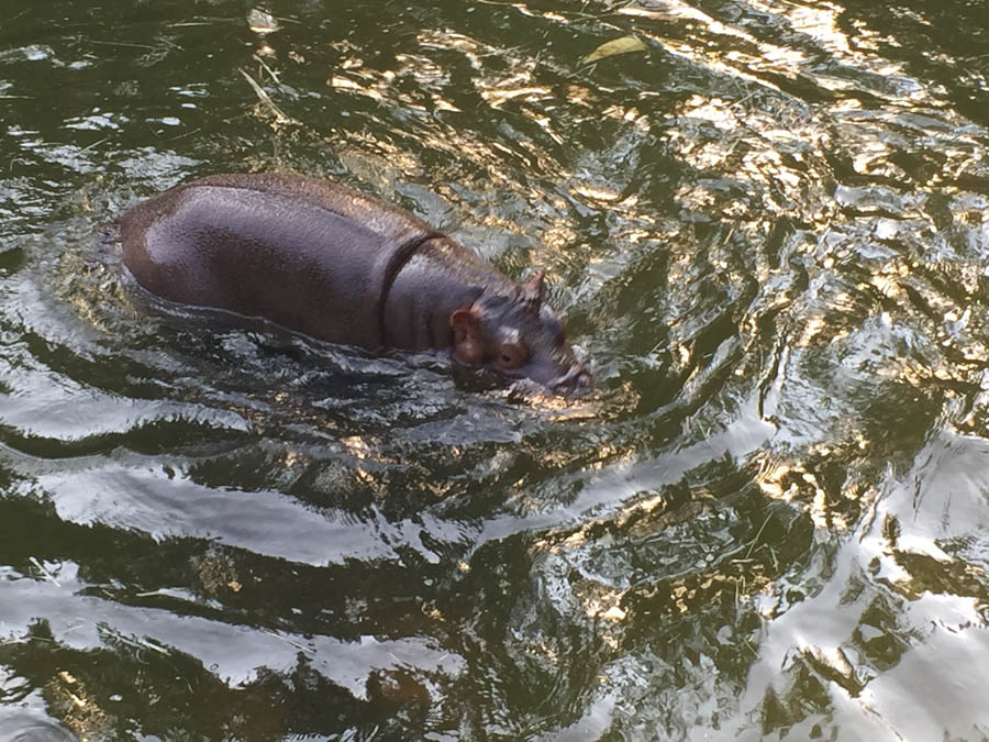 Los Angeles Zoo January 2015