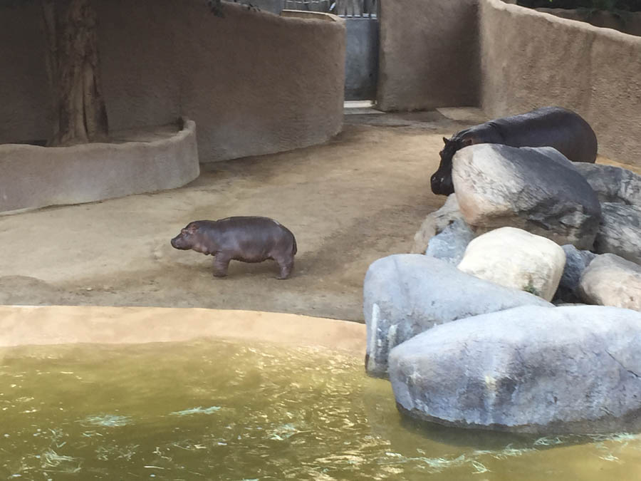 Los Angeles Zoo January 2015