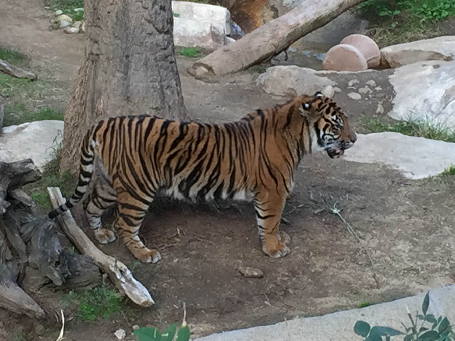 Los Angeles Zoo January 2015