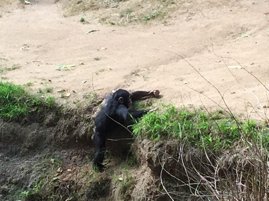 Los Angeles Zoo January 2015