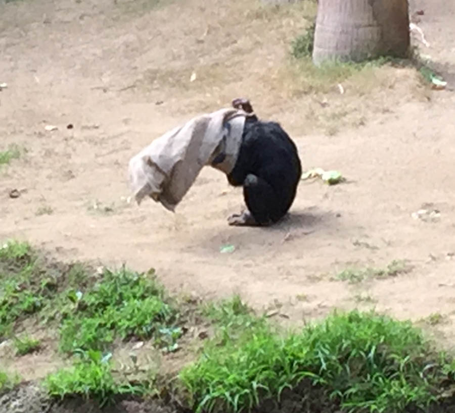 Los Angeles Zoo January 2015