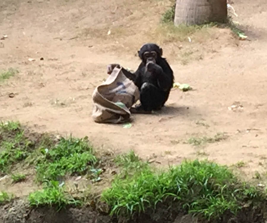 Los Angeles Zoo January 2015