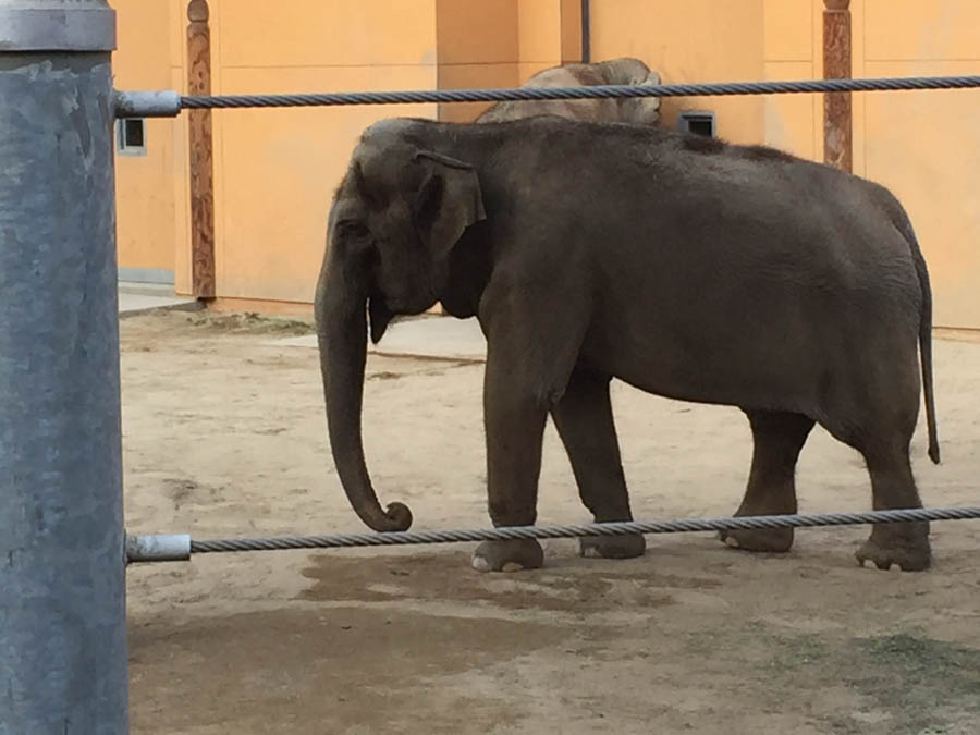 Los Angeles Zoo January 2015