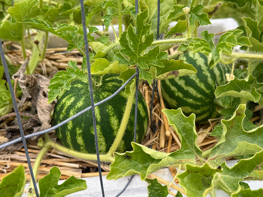 Celebrating our 4th snniversary