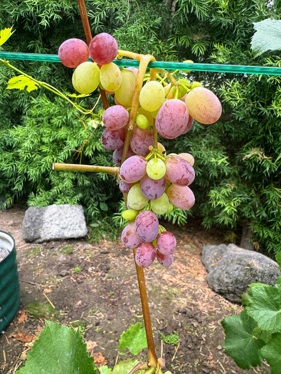 Celebrating our 4th snniversary