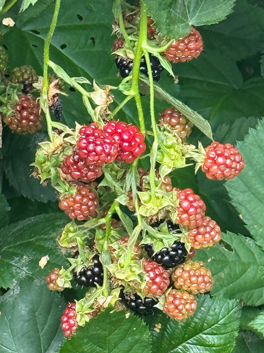 Celebrating our 4th snniversary