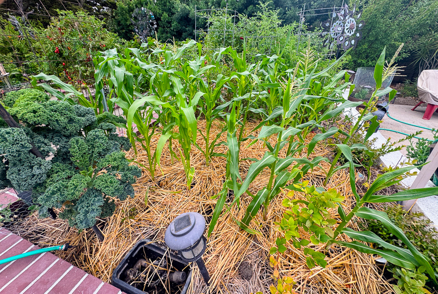 Celebrating our 4th snniversary