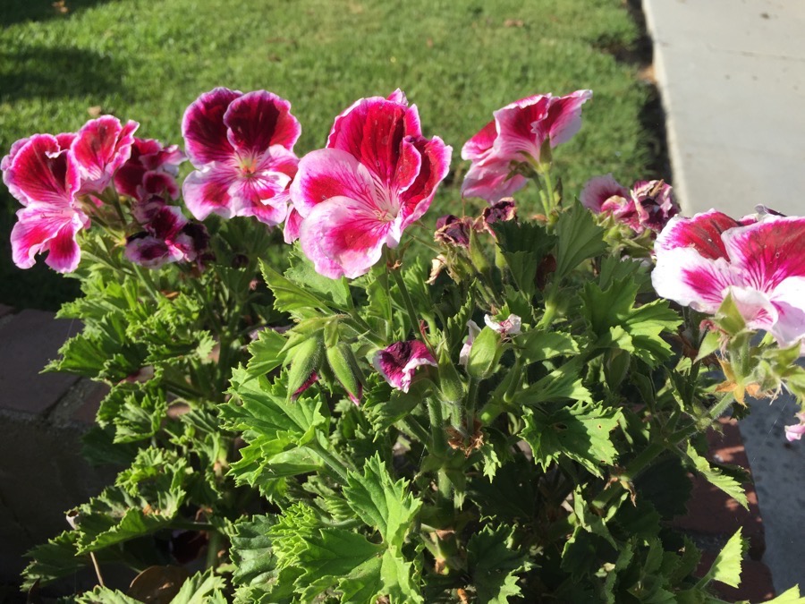 Springtime walk in Rossmoor 3/29/2015