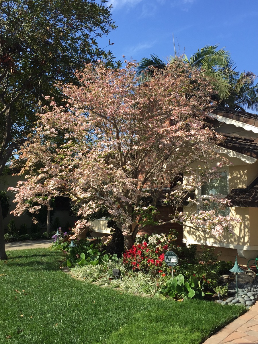 Springtime walk in Rossmoor 3/29/2015