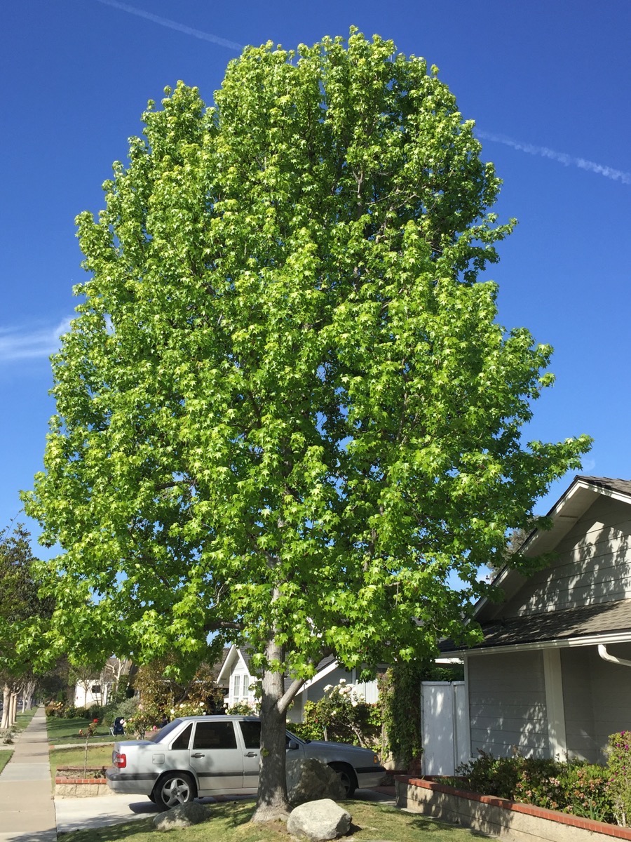 Springtime walk in Rossmoor 3/29/2015