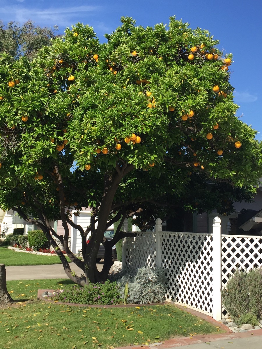 Springtime walk in Rossmoor 3/29/2015