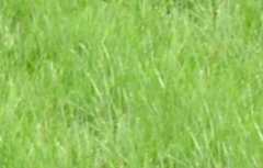 Old Ranch backgrounds