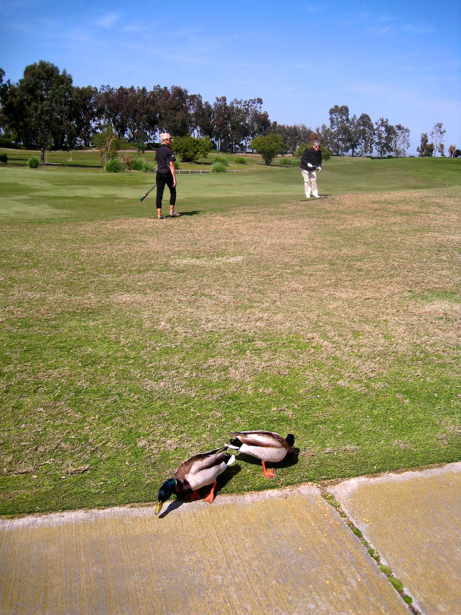 Golf and Happy Hour at Old Ranch