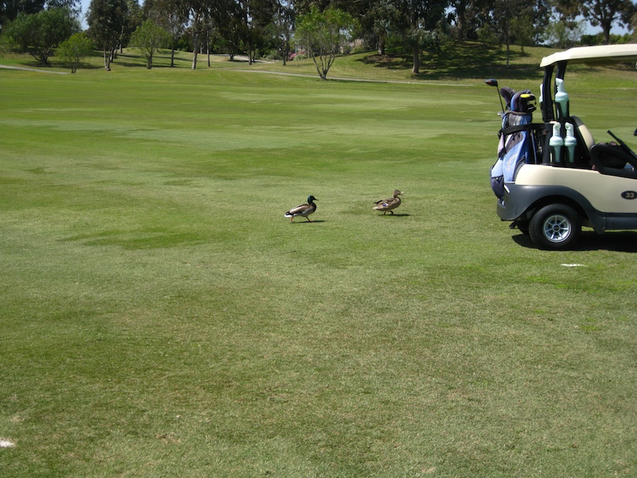 Geese and ducjs on the course