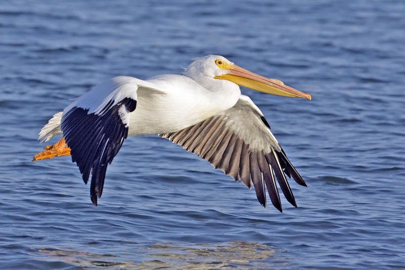 White PElican