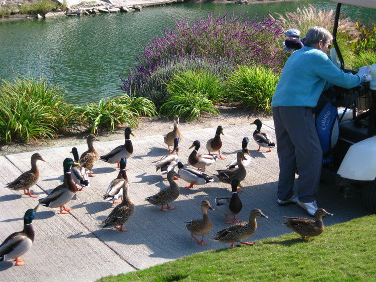 Feeding the ducks