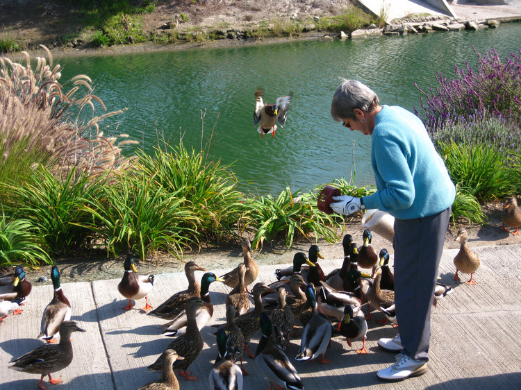 Feeding the ducks'