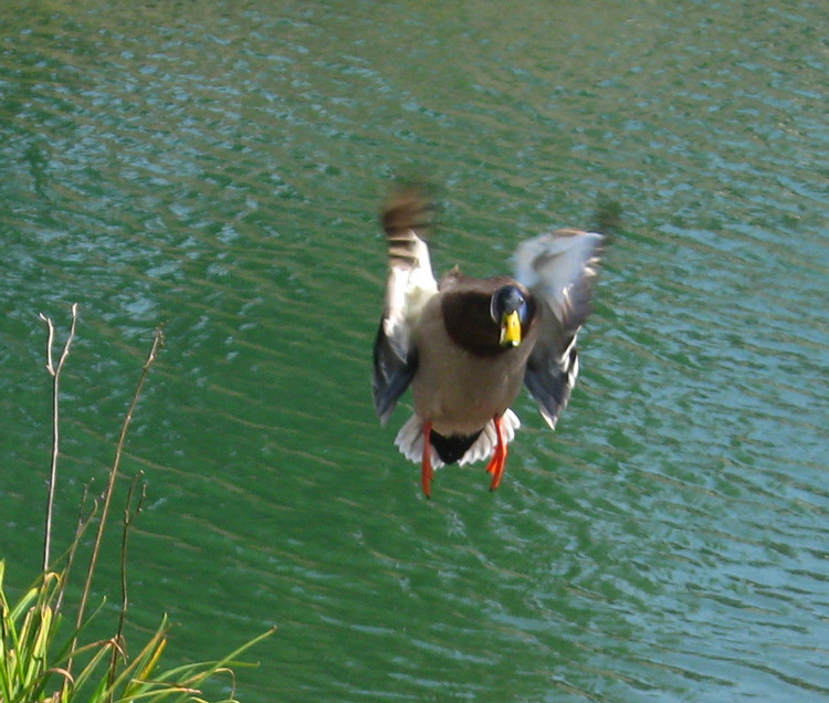 Feeding the ducks'