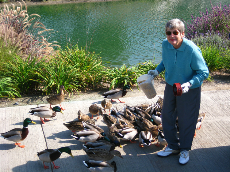 Feeding the ducks'