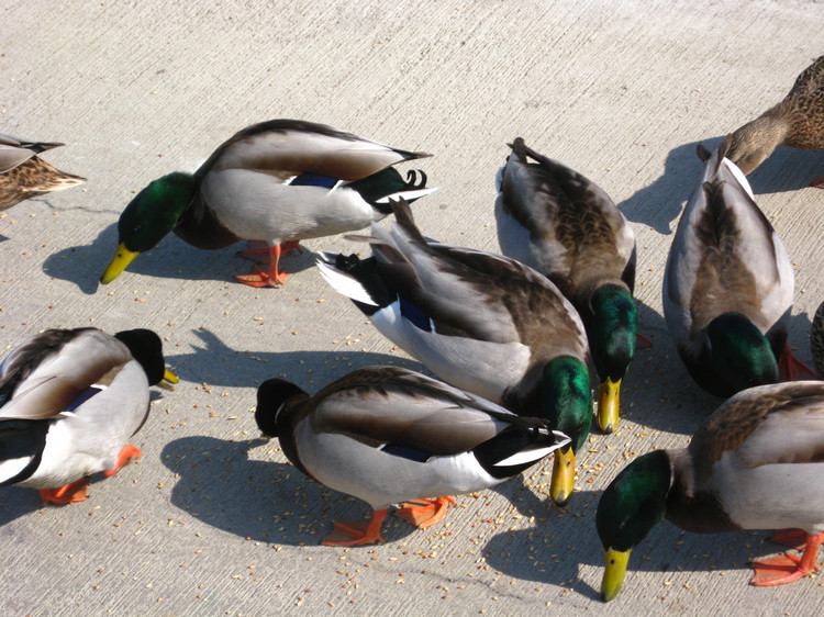 Feeding the ducks'
